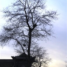 Pingyao