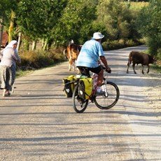 Between Alaçam and Sinop