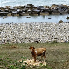 Between Sinop and Ayancik