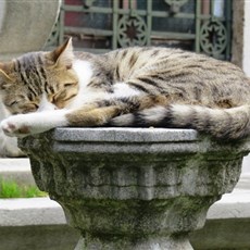 Mahmud II tomb - cemetery cats