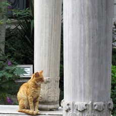 Mahmud II tomb - cemetery cats