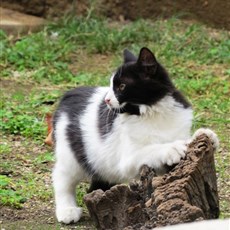 Mahmud II tomb - cemetery cats