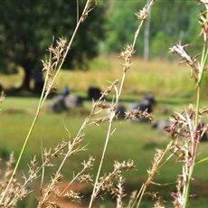 Plain of Jars