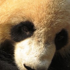 Chengdu Research Base of Giant Panda Breeding