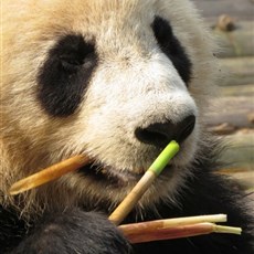 Chengdu Research Base of Giant Panda Breeding