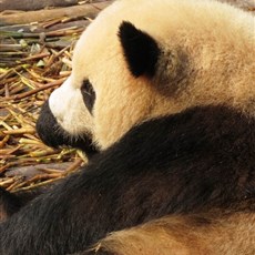 Chengdu Research Base of Giant Panda Breeding