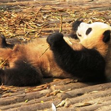 Chengdu Research Base of Giant Panda Breeding