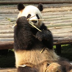 Chengdu Research Base of Giant Panda Breeding