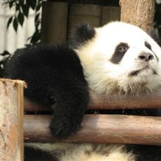 Chengdu Research Base of Giant Panda Breeding