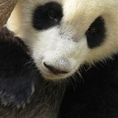 Chengdu Research Base of Giant Panda Breeding