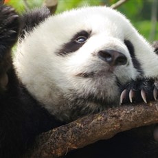 Chengdu Research Base of Giant Panda Breeding