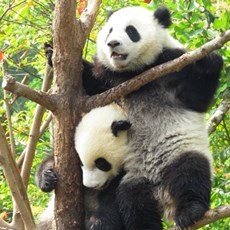 Chengdu Research Base of Giant Panda Breeding