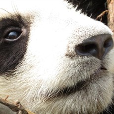 Chengdu Research Base of Giant Panda Breeding