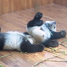 Chengdu Research Base of Giant Panda Breeding