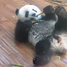 Chengdu Research Base of Giant Panda Breeding