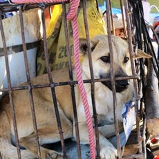 Dien Bien Phu market