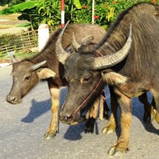 Between Dien Bien Phu and Tuan Giao