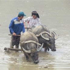 Between Tuan Giao and Muong Giang