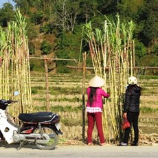 Sugar cane for sale