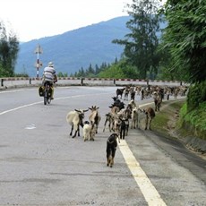 Hai Van Pass