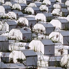 Military graves