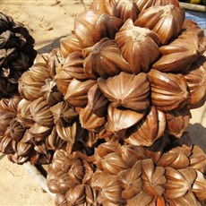 Water coconut