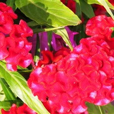 Between Ho Chi Minh City and Go Cong