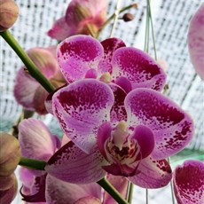 Orchid nursery