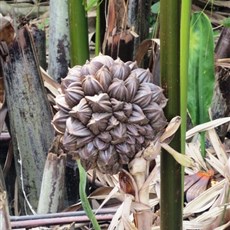 Between Go Cong and Ben Tre - water coconut