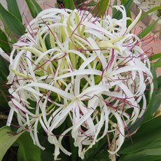 Pagoda between Neak Leuong and Phnom Penh