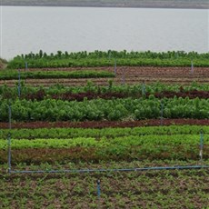 Mekong vegetable gardens