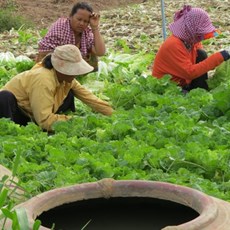 Mekong vegetable gardens