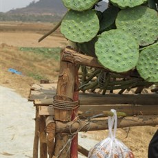 Lotus pods and seeds for sale