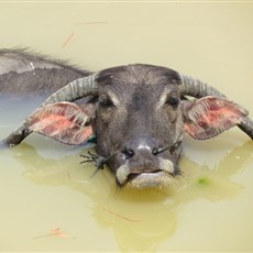 Between Kampong Kdei and Siem Reap