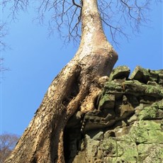 Ta Prohm - Siem Reap