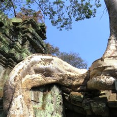 Ta Prohm - Siem Reap