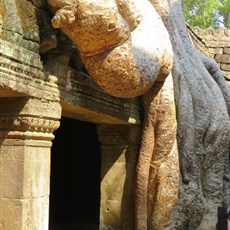 Ta Prohm - Siem Reap