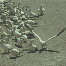 South Africa Lambert's Bay ganets