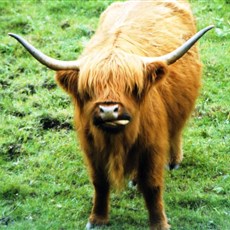 Highland cow/bull