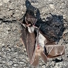 Dead bat