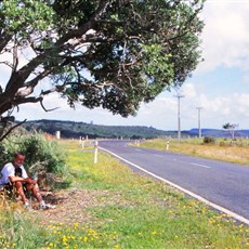 En route Cape Reinga