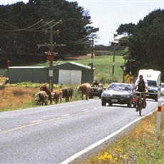 En route Cape Reinga