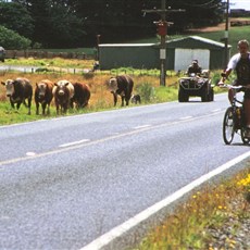 En route Cape Reinga