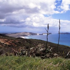 En route Cape Reinga