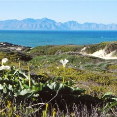 False Bay