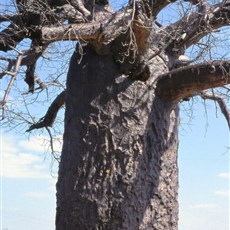 Silvermine road - baobab