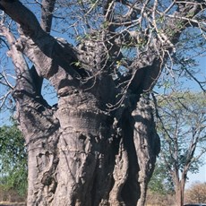 Zimbabwe baobab
