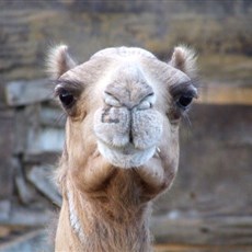 Burqash camel market