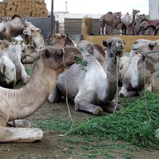 Burqash camel market