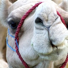 Burqash camel market